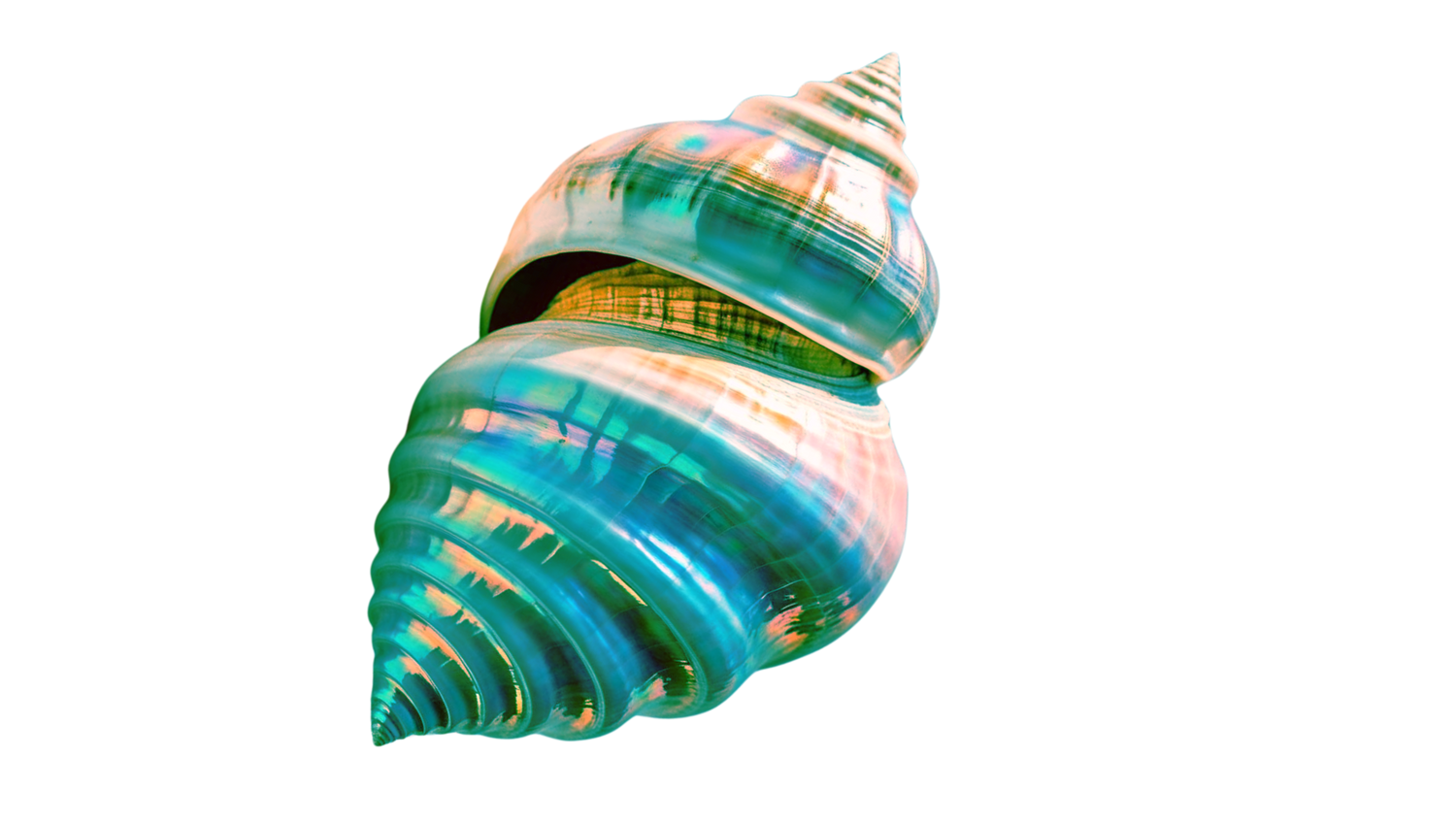 CONCH REPUBLIC COLLECTION